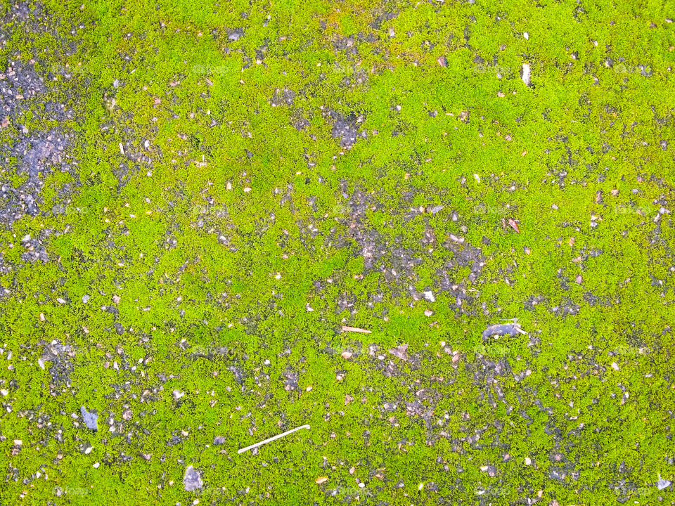 Green moss on the floor.