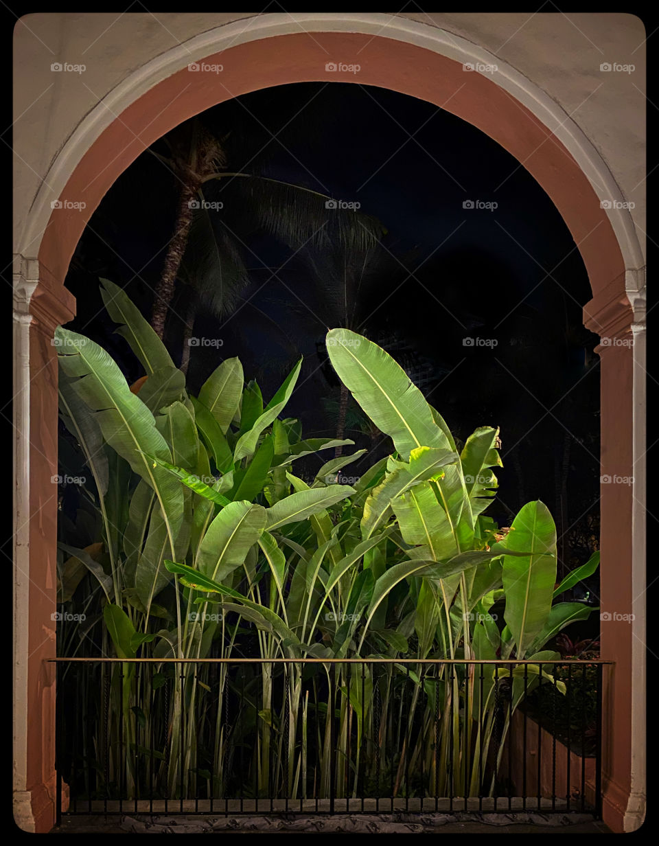 Large banana leaves in a tropical garden at night framed in a pink arch