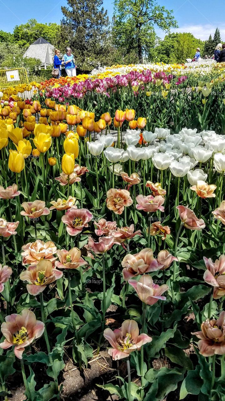 Spring Tulips flowers on a flowing pathway, mixed colors of pink, white, yellow and red