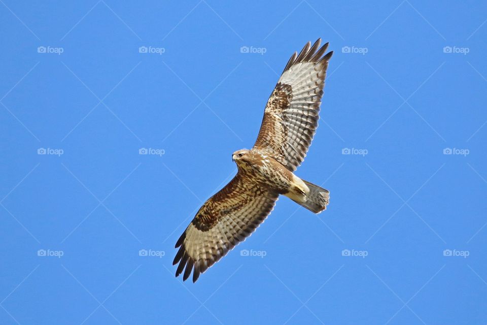 poiana , buteo buteo