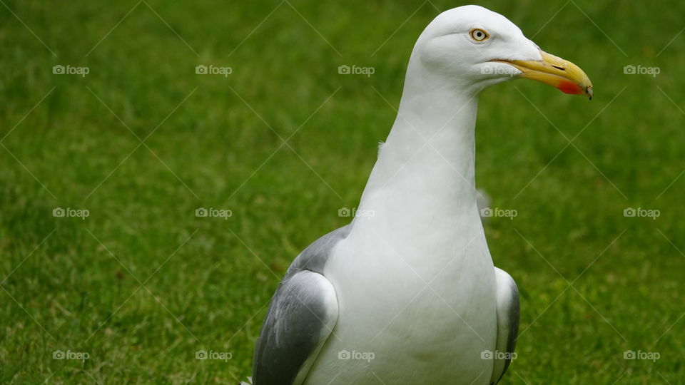 Seagull.