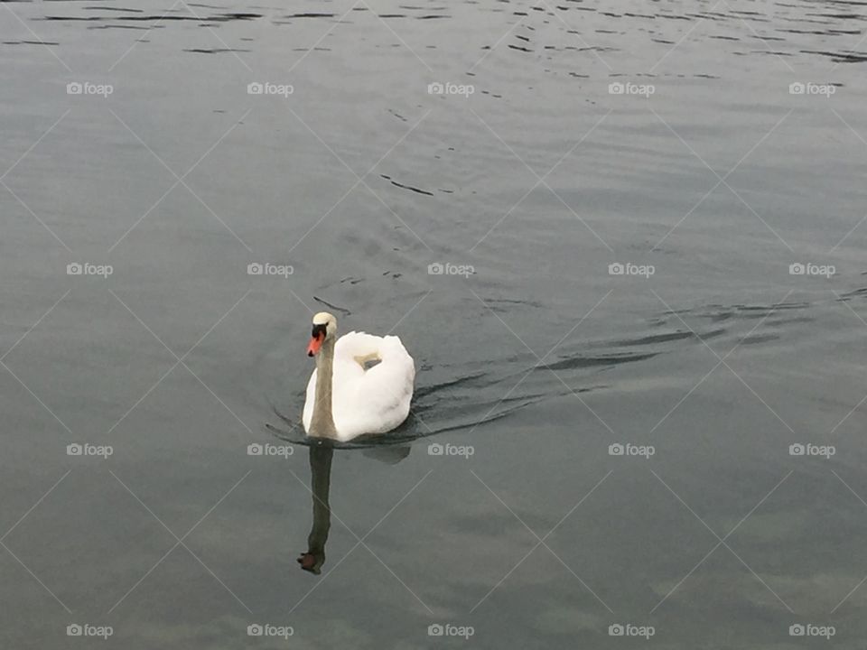 Swan in the lake