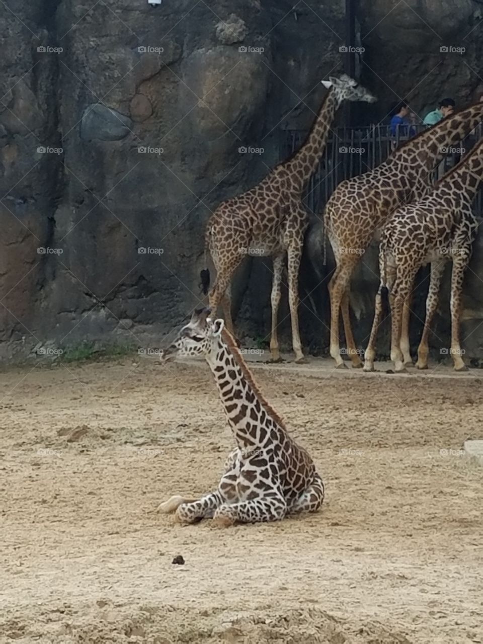 Baby giraffe sitting alone and watching people watch him. This giraffe sat like that for quite a while.