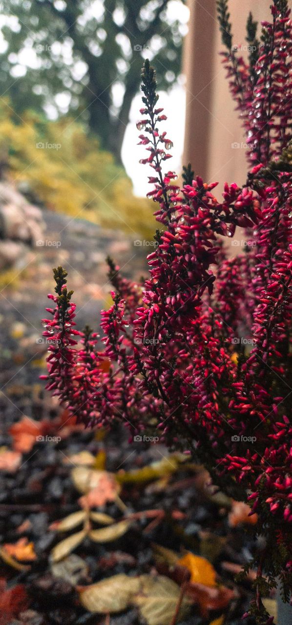 a lonely pink heather standing against the wall of the house