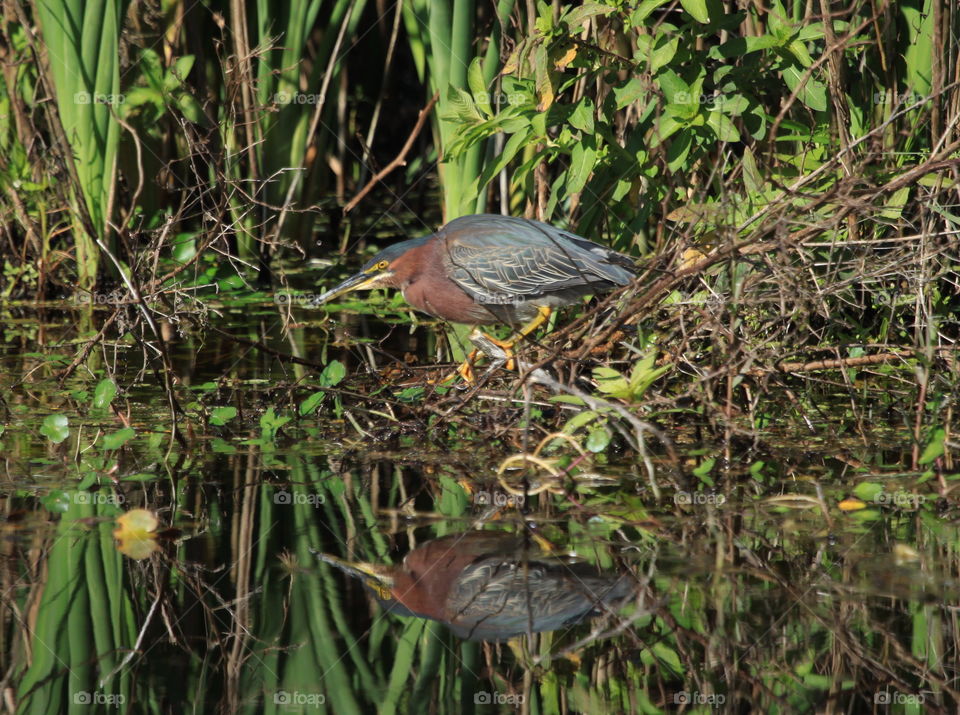Reflection of water fowl in water
