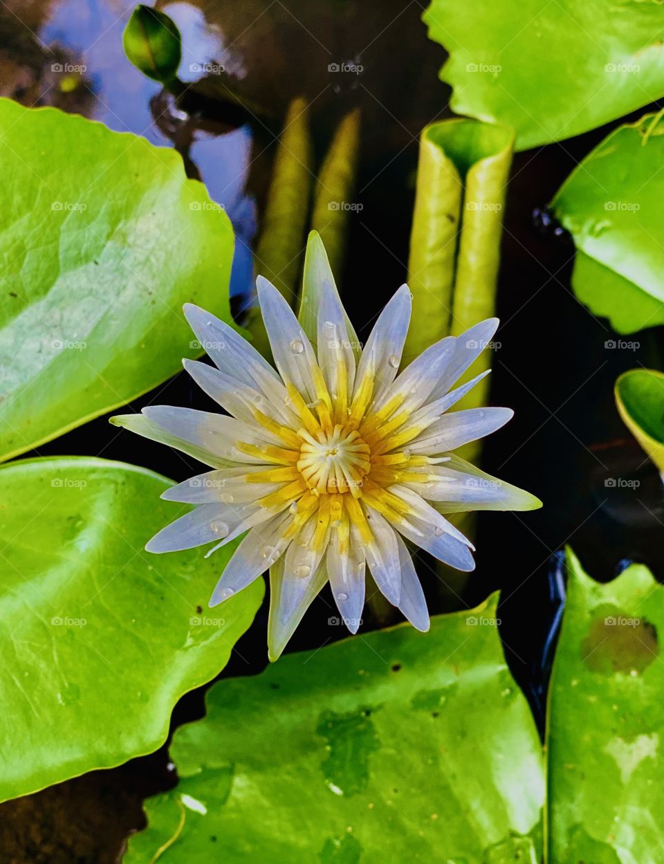 Lotus 