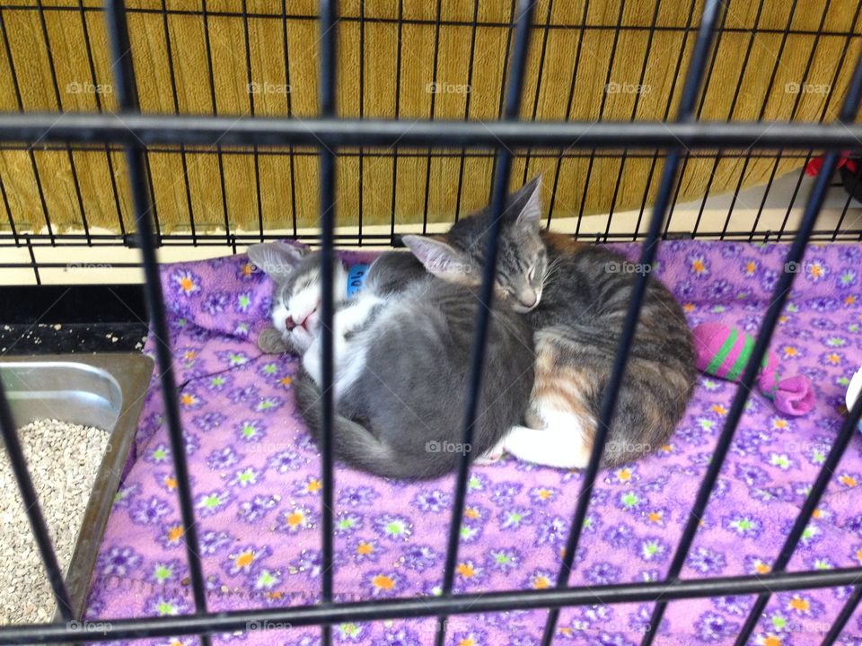 Shelter kittens 