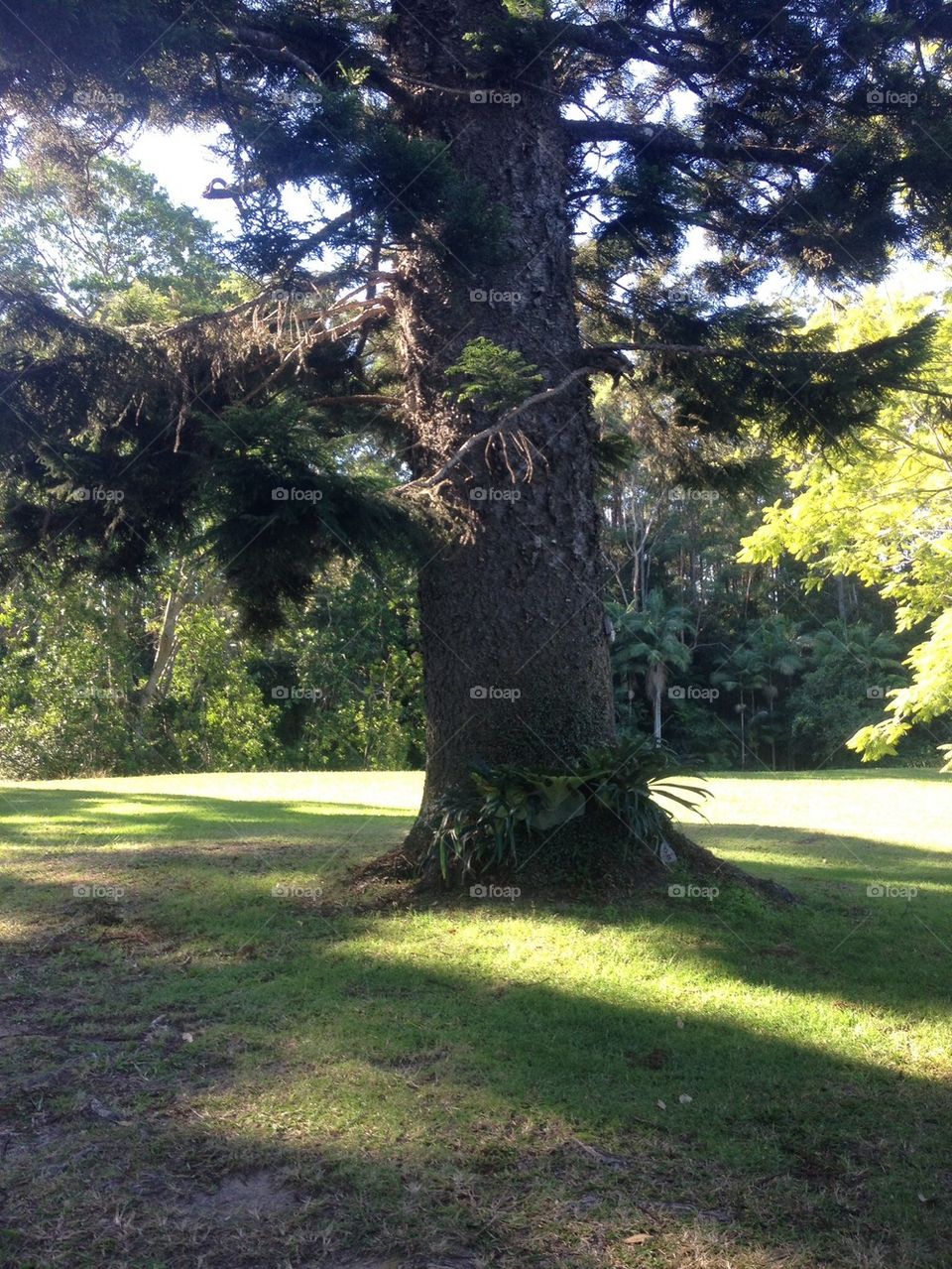 Mature Tree with Staghorn