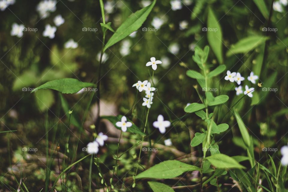 Starry field