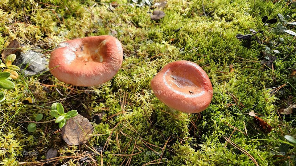 In autumn, many different mushrooms grow in Finnish forests. Also a lot of moss in the photo