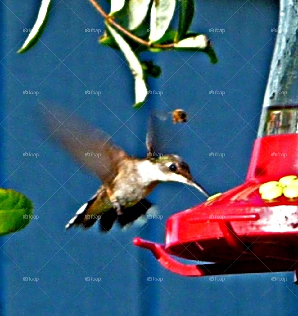 humming bird