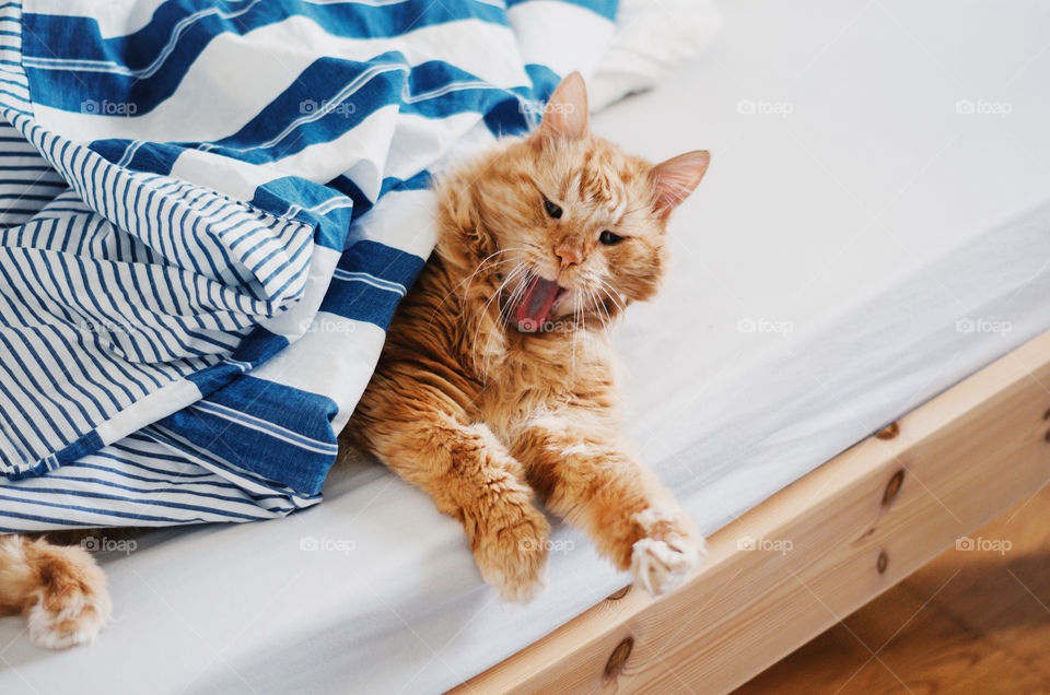 Orange furry cat lying on a bed and yawning.