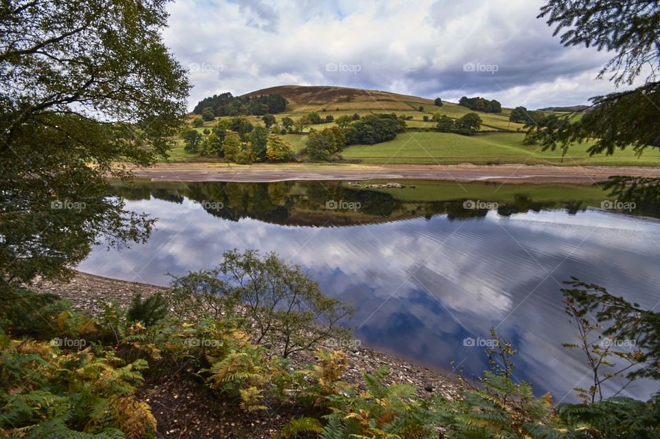 Lady bower