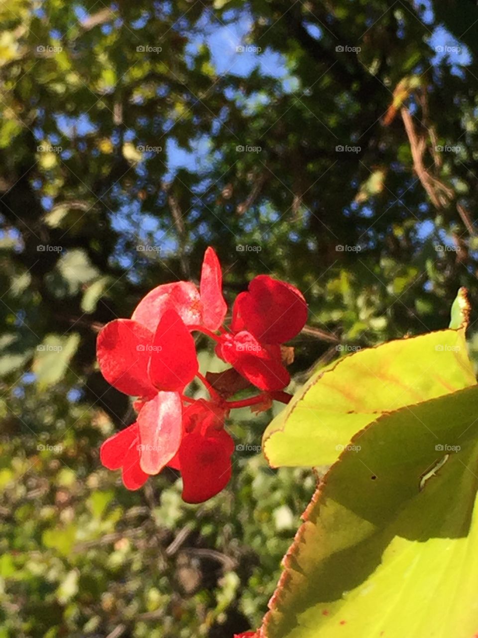 Dragon Begonia 