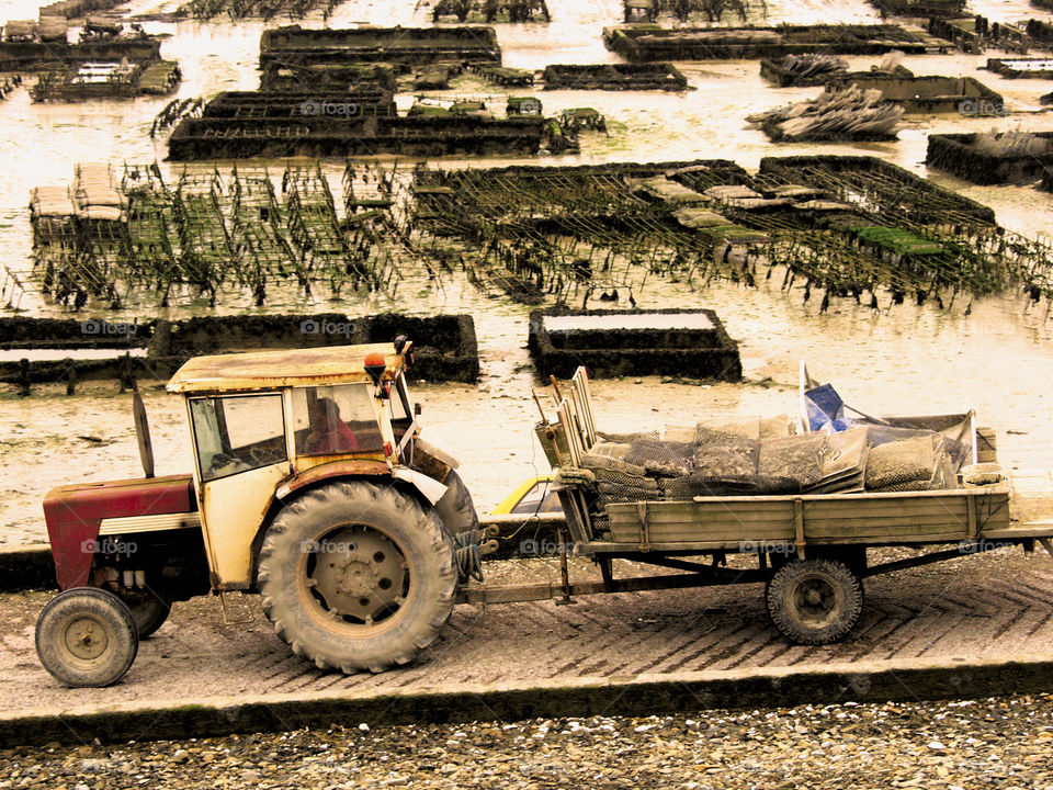 Oyster beds 