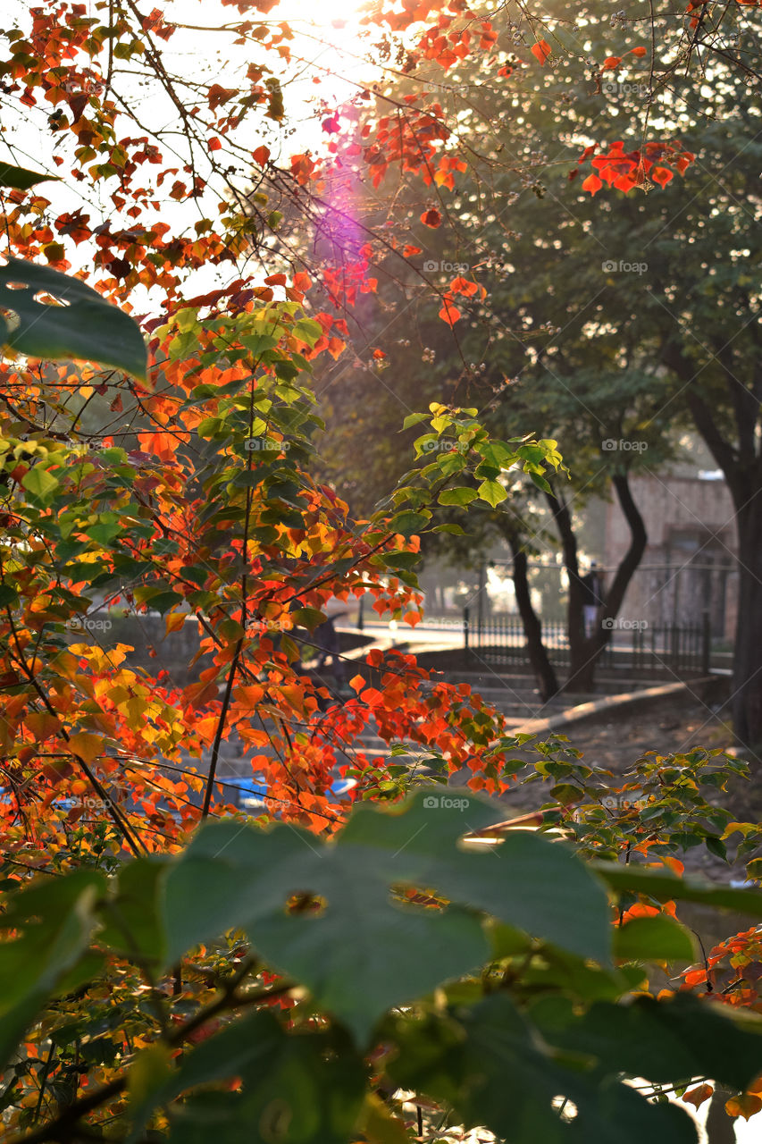 Fall Onset. Onset of the Autumn season in Islamabad, Pakistan.