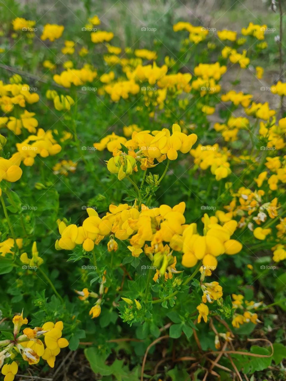 Yellow flowers