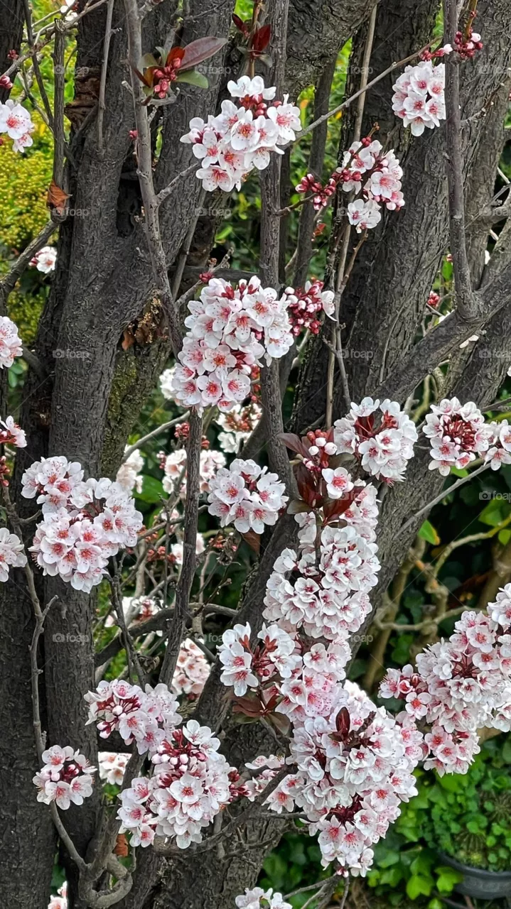Spring 