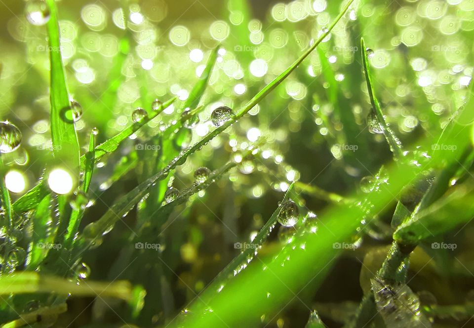 DEW DROPS ON THE GRASS