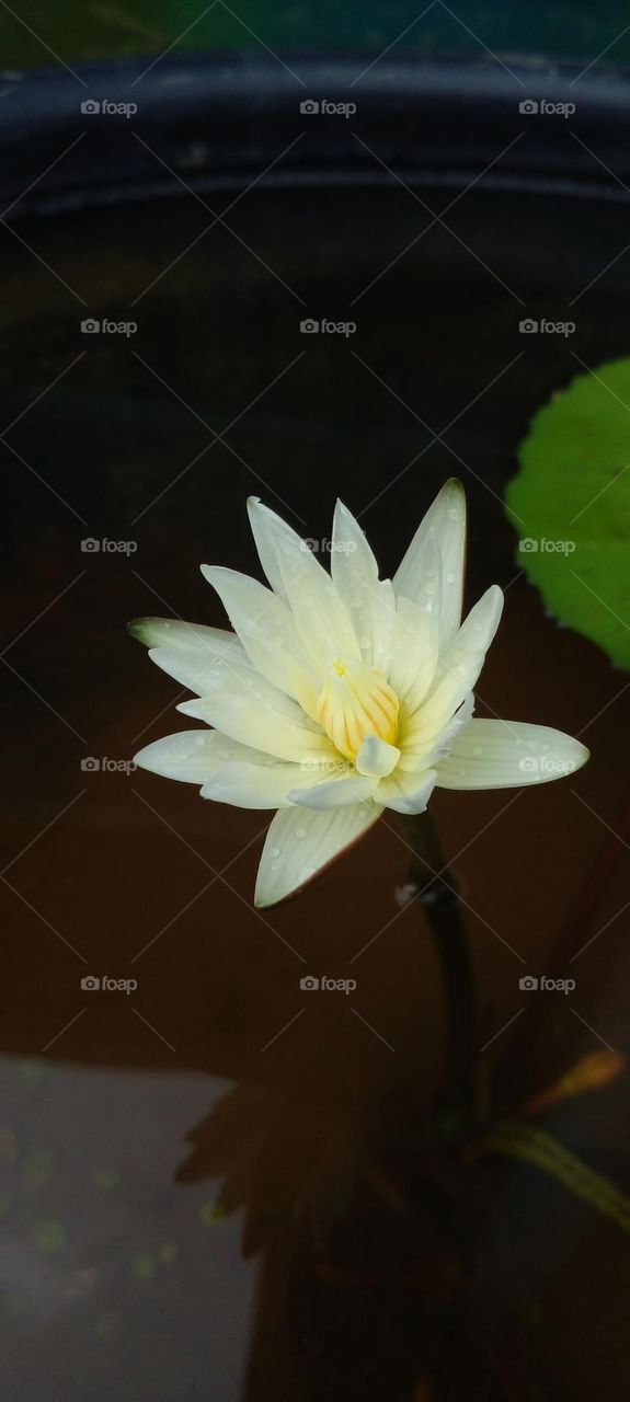 naturelove, white, flowers, beautiful, morning click
