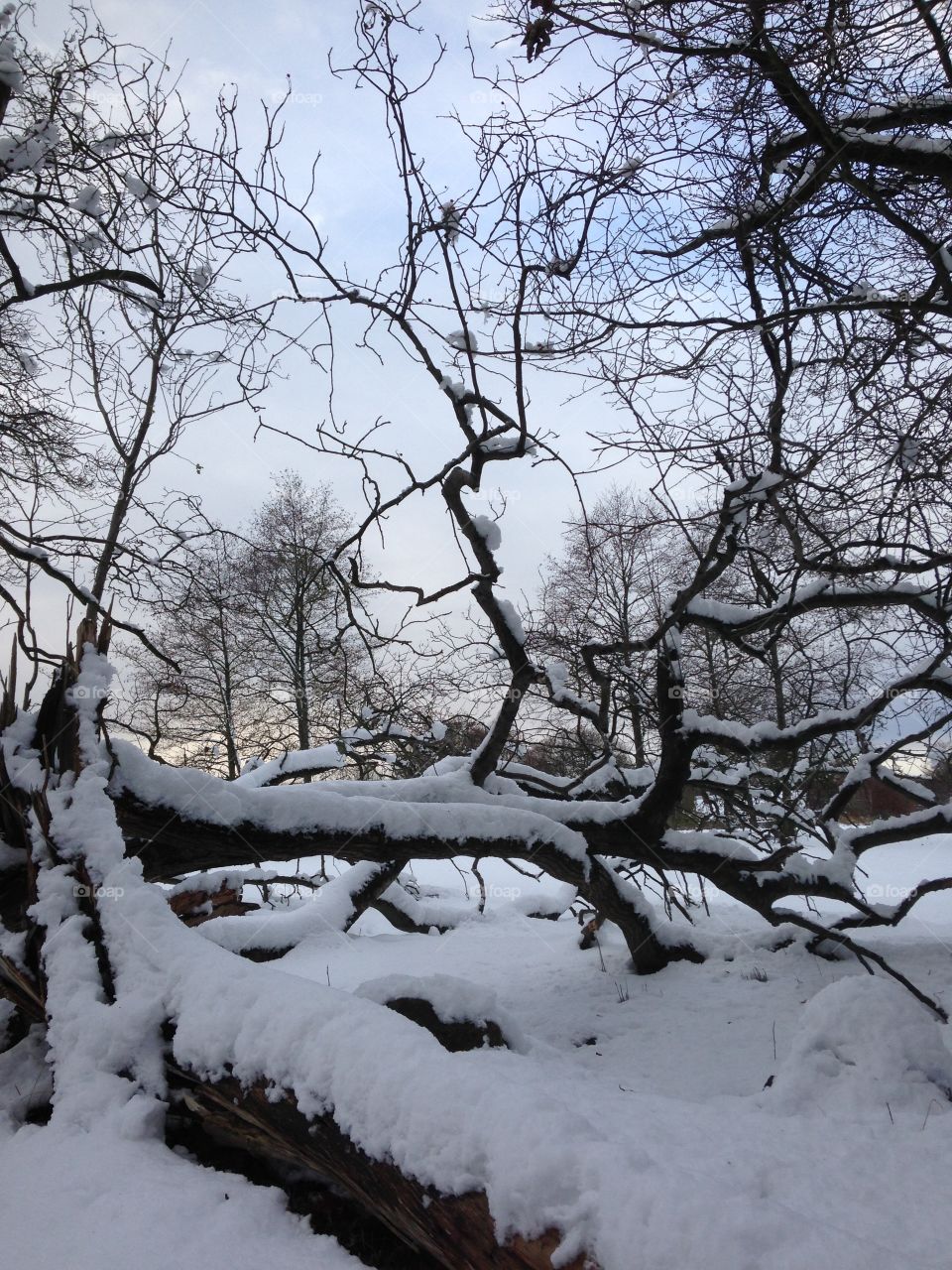 Snowy Forest 