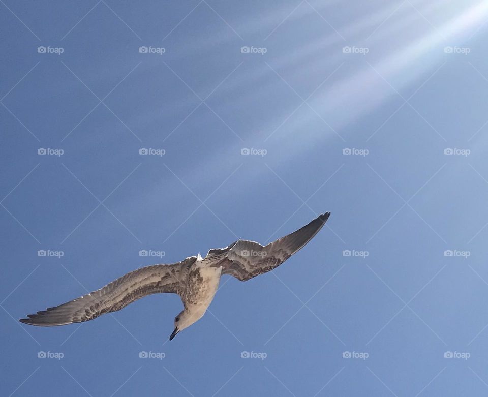 A flying seagull 