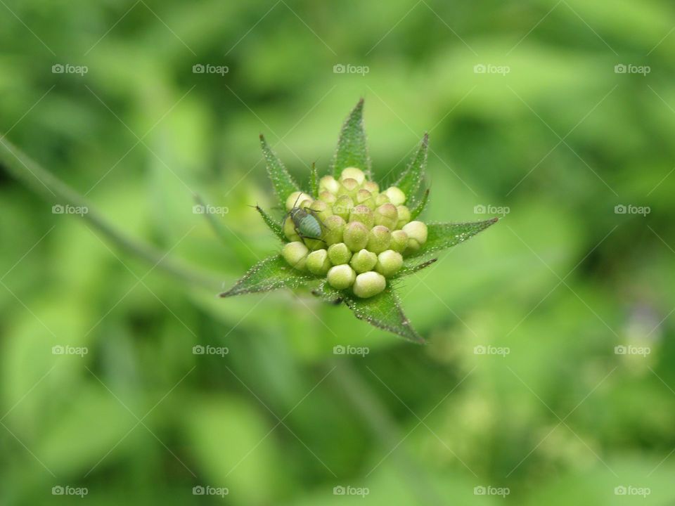 Insect on bud