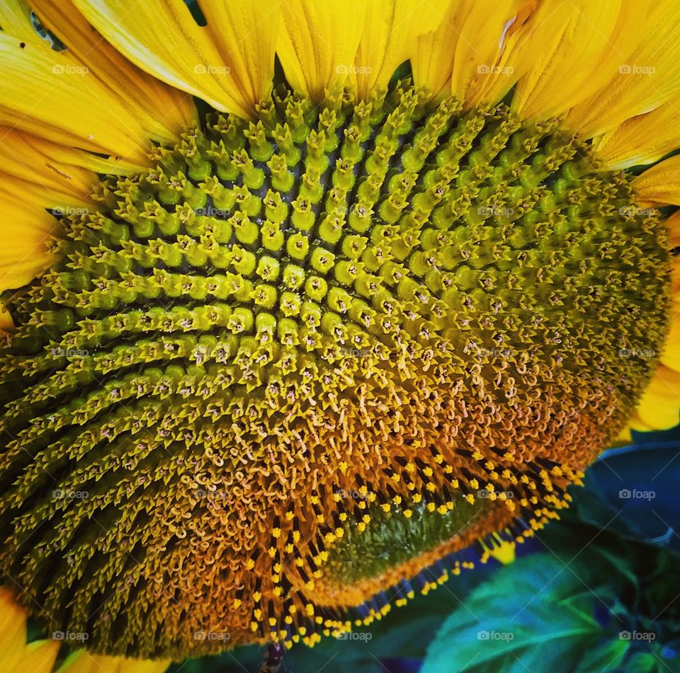 sunflower-closeup