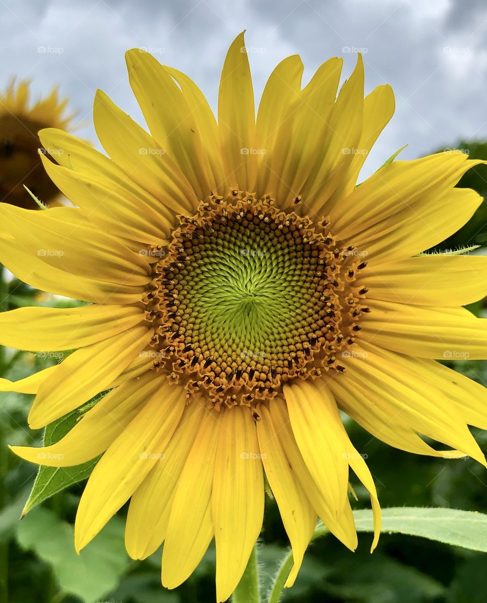 Closeup of sunflower in full bloom 
