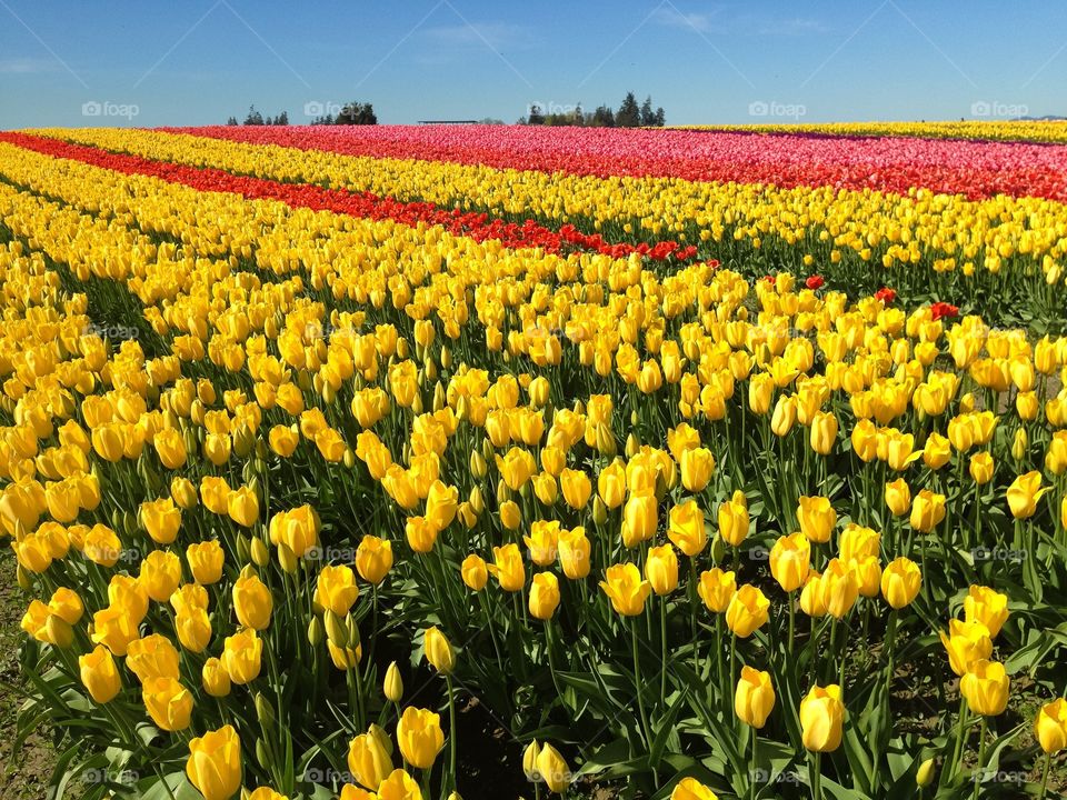 Yellow tulip fields