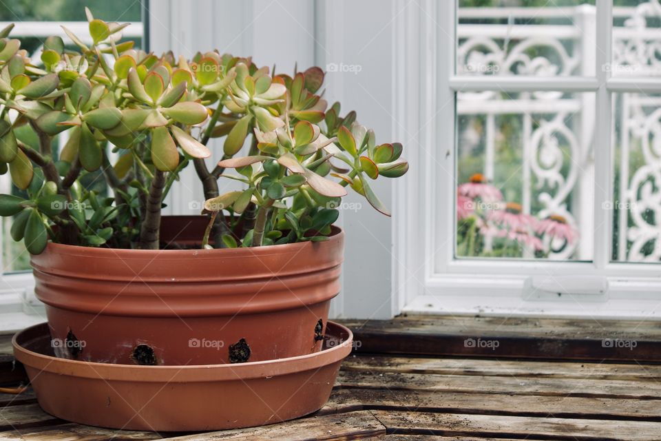 Houseplant in the greenhouse 