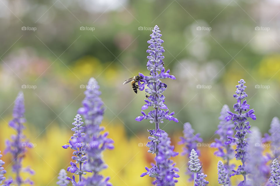 Bee on purple flowers or Lavandula angustifolia in garden