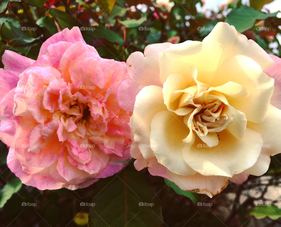 🌺Fim de #cooper!
Suado, cansado e feliz, alongando e curtindo a beleza das #flores. E os dois botões de #rosa?
🏁 🙆‍♂️ 
#corrida #treino #flor #flower 