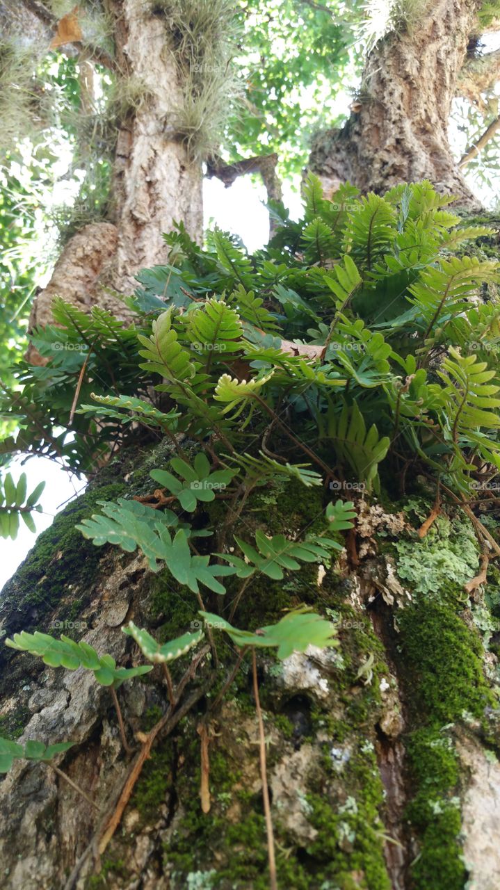 Ferns and lichen on tree bark
