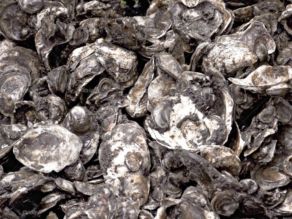 Million Oysters. Protecting wildlife from the Hudson River by counting 5 million oysters. 
Zazzle.com/Fleetphoto 