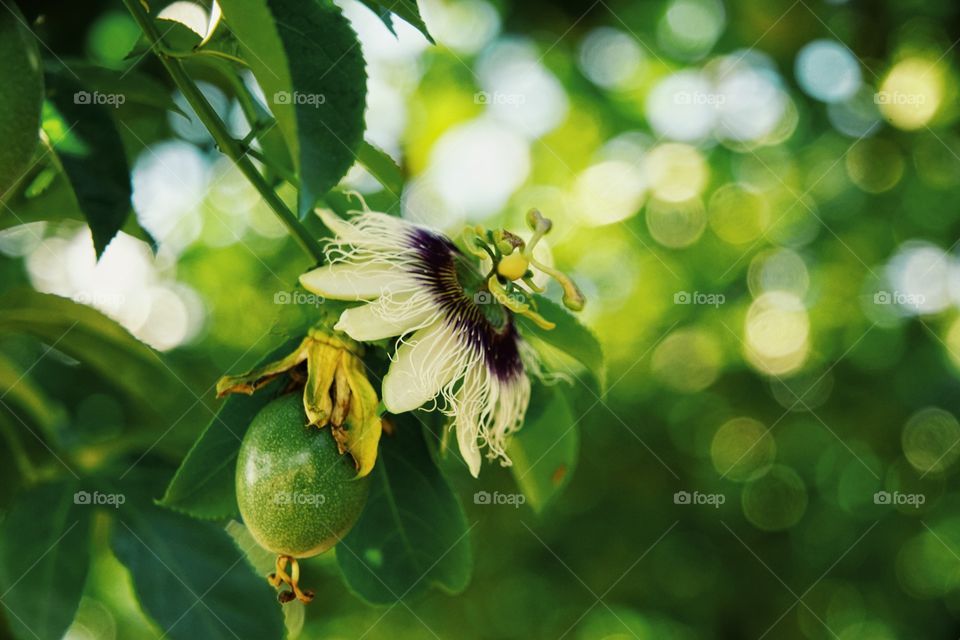 passionfruit flower