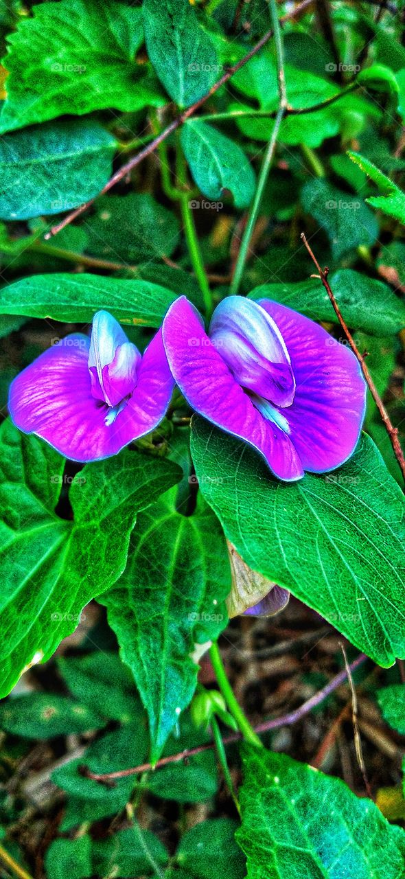 Centrosema virginianum is a species of plant from the butterfly pea species belonging to the Fabaceae tribe.