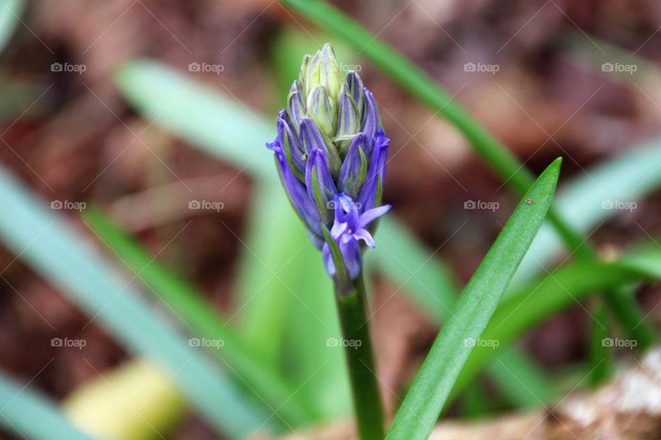 1st bluebell of the season opening up