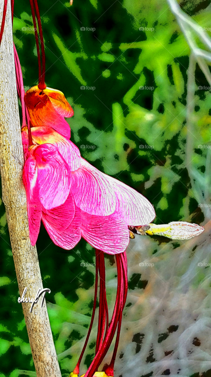 red bud blooms look like a flowing dress