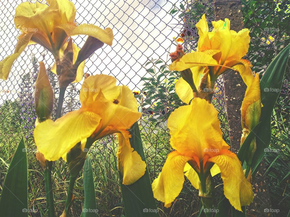 yellow flowers-yellow irises in the garden