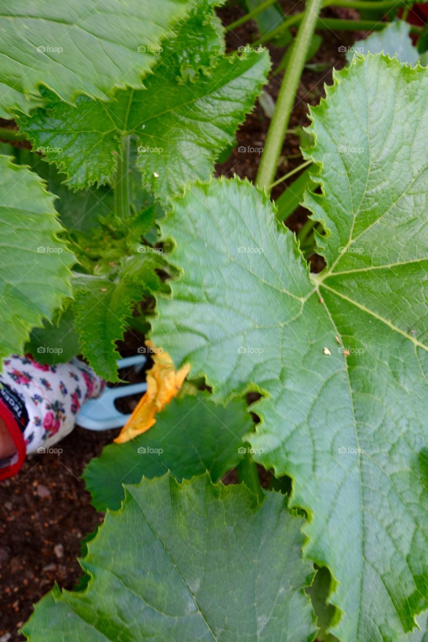 I put some seeds in the soil from the pumpking I bought last year. It worked perfectly and I now have a
lot of pumpkin plants in my garden.