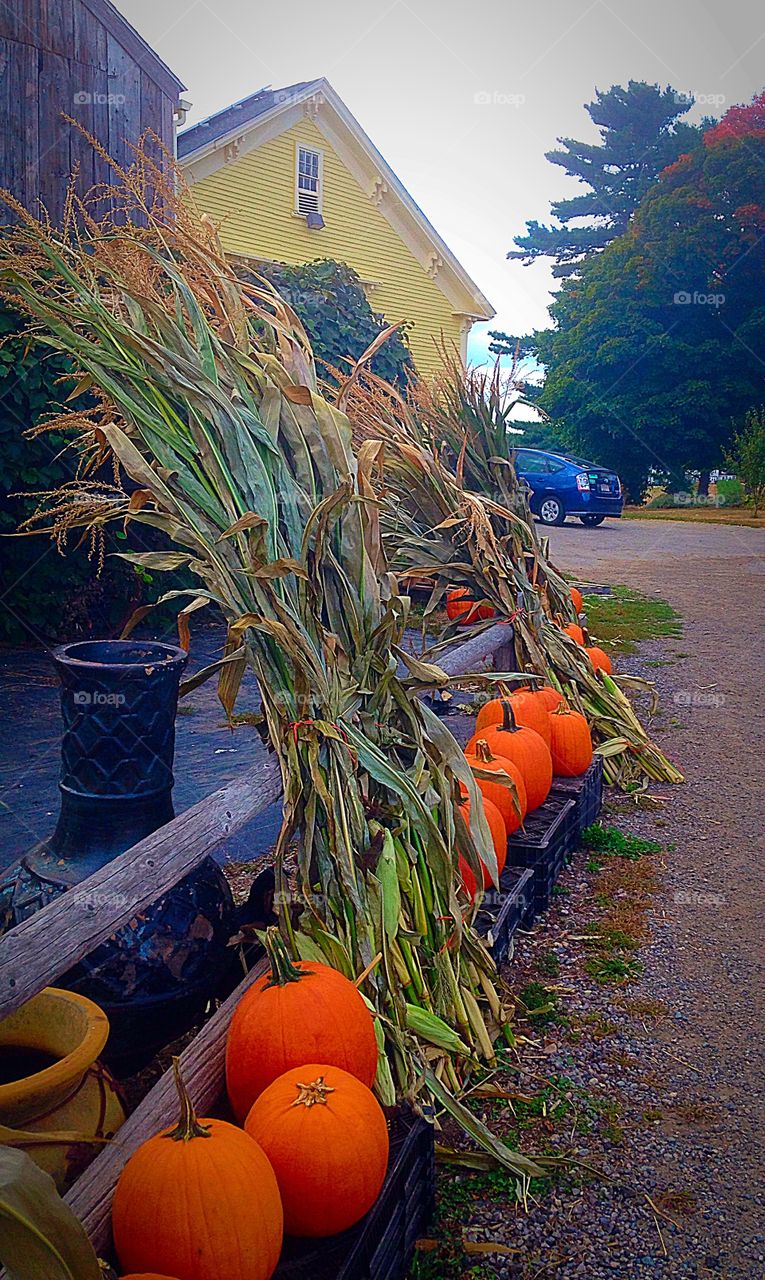 Fall on the farm . Corn stalks and pumpkins are signs of a New England autumn