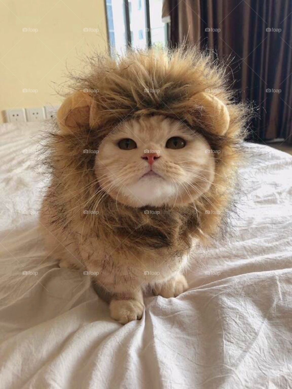 lion cat