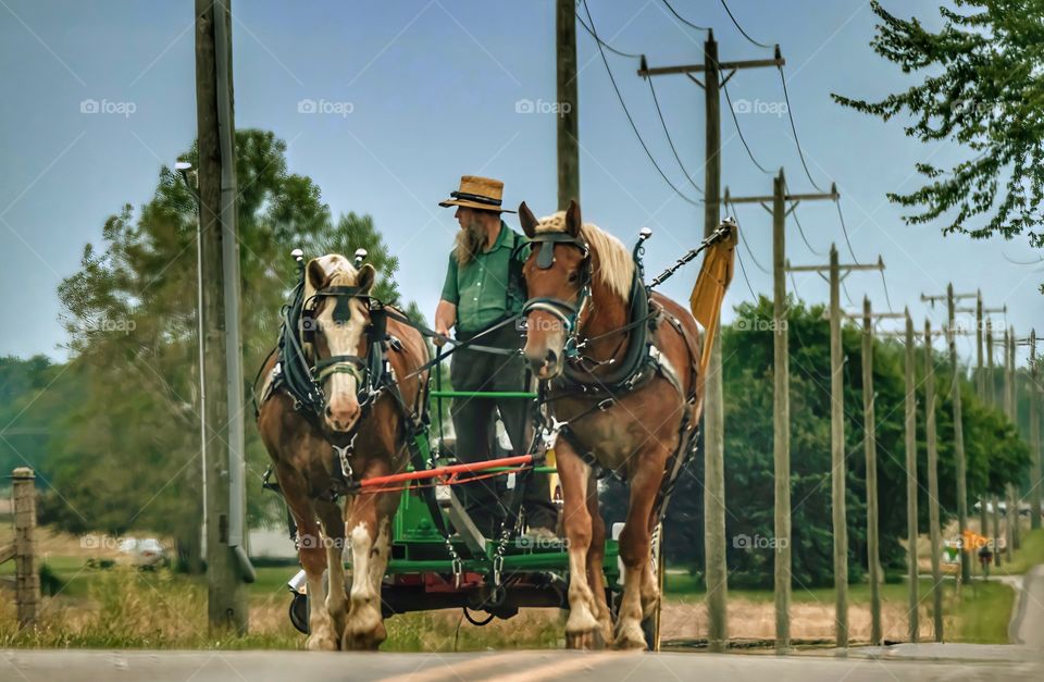 Amish and horses