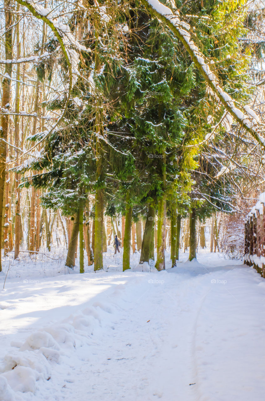 winter landscape