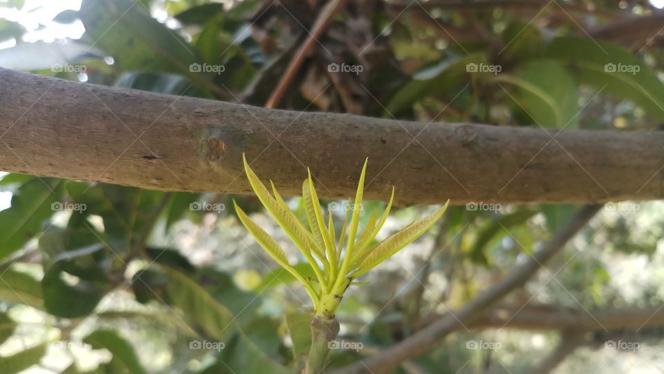 New leaves of tree in Spring time.