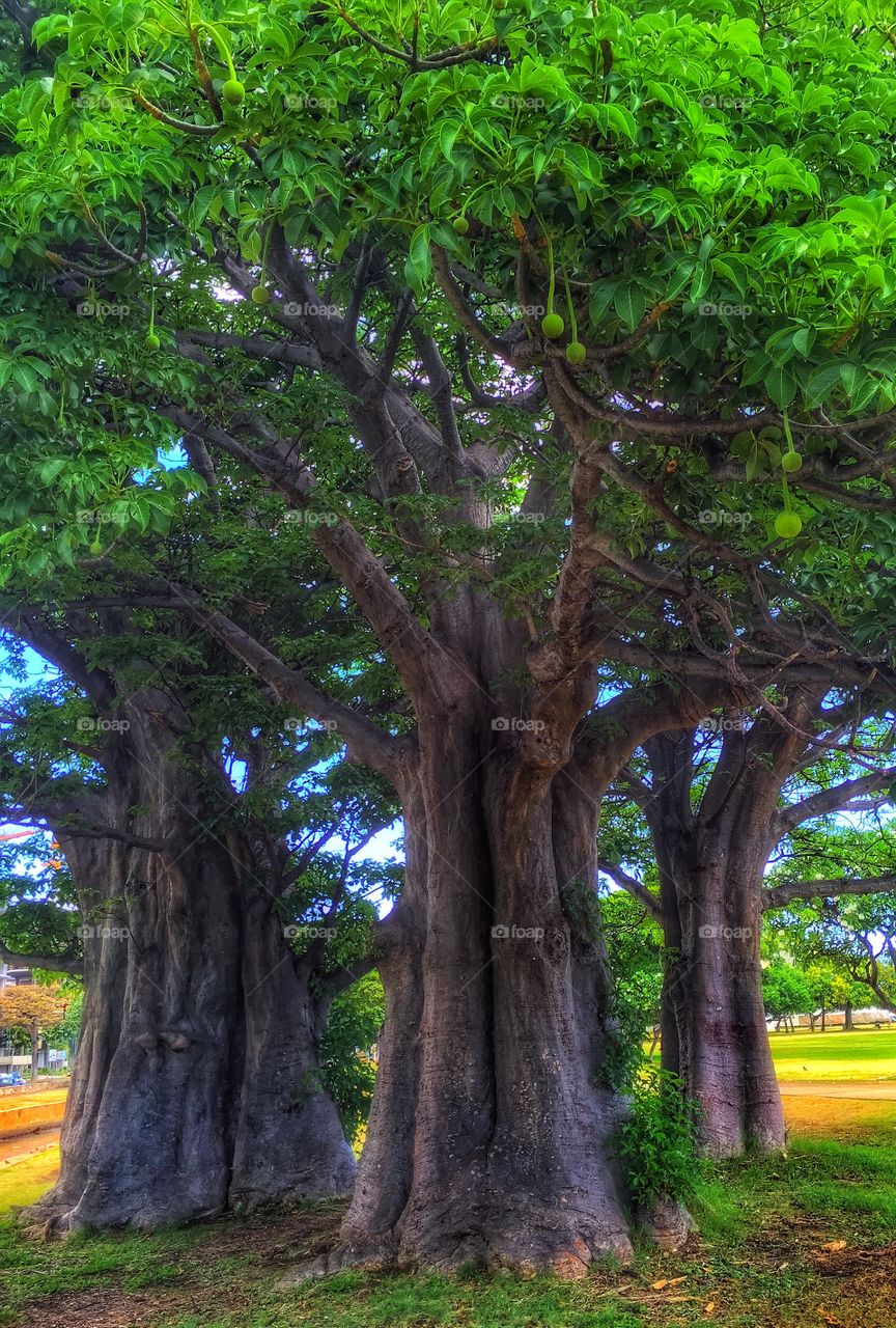 Scenic view of mango tree