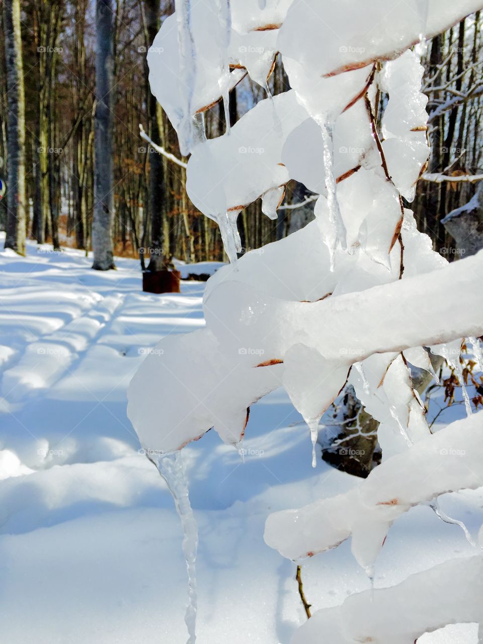Close-Up Of icicles in forest