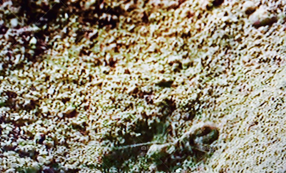  Ants. 
lahormiga
ant, emmet, pismire
