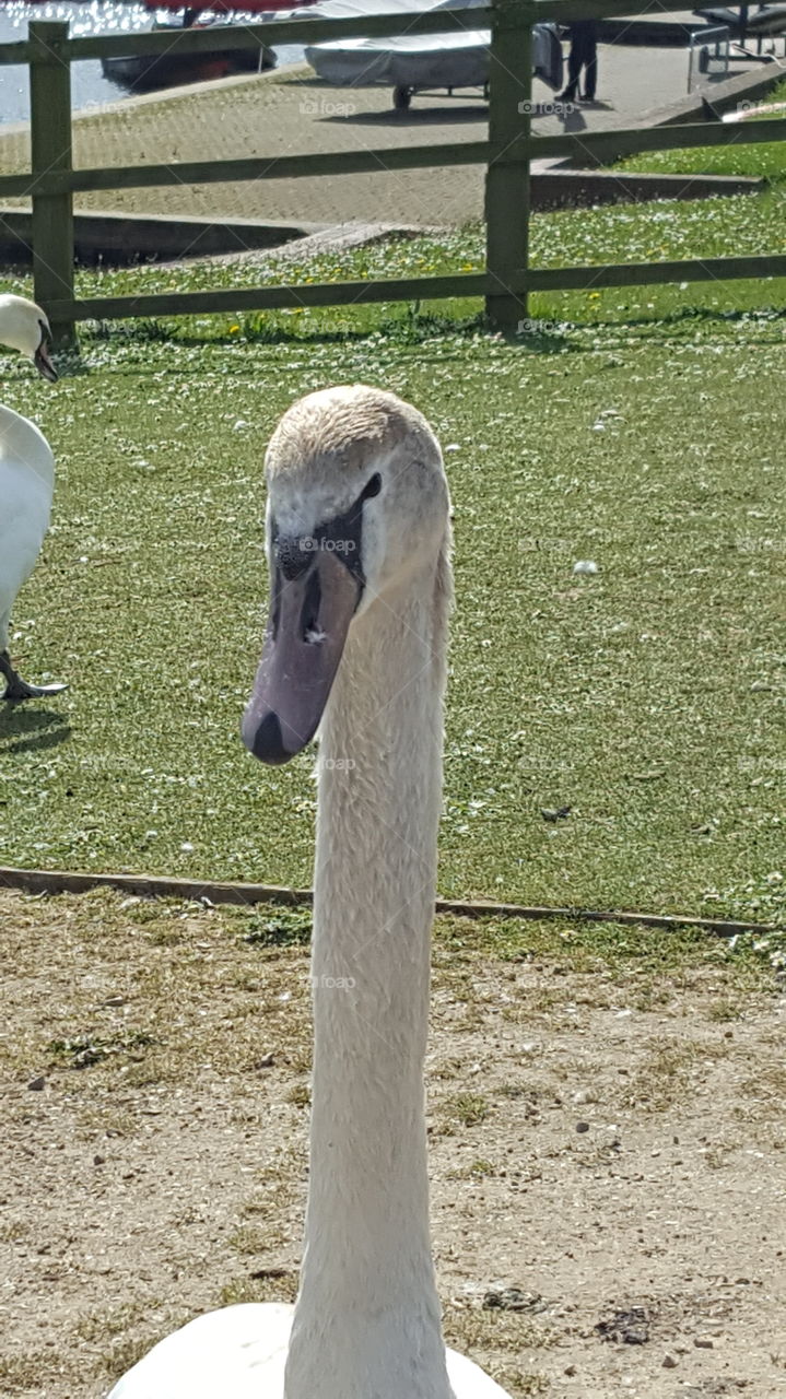 swan close-up